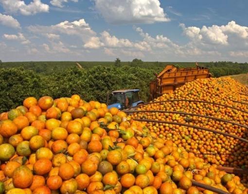 Safra de laranja segue 30% menor em relação à temporada anterior